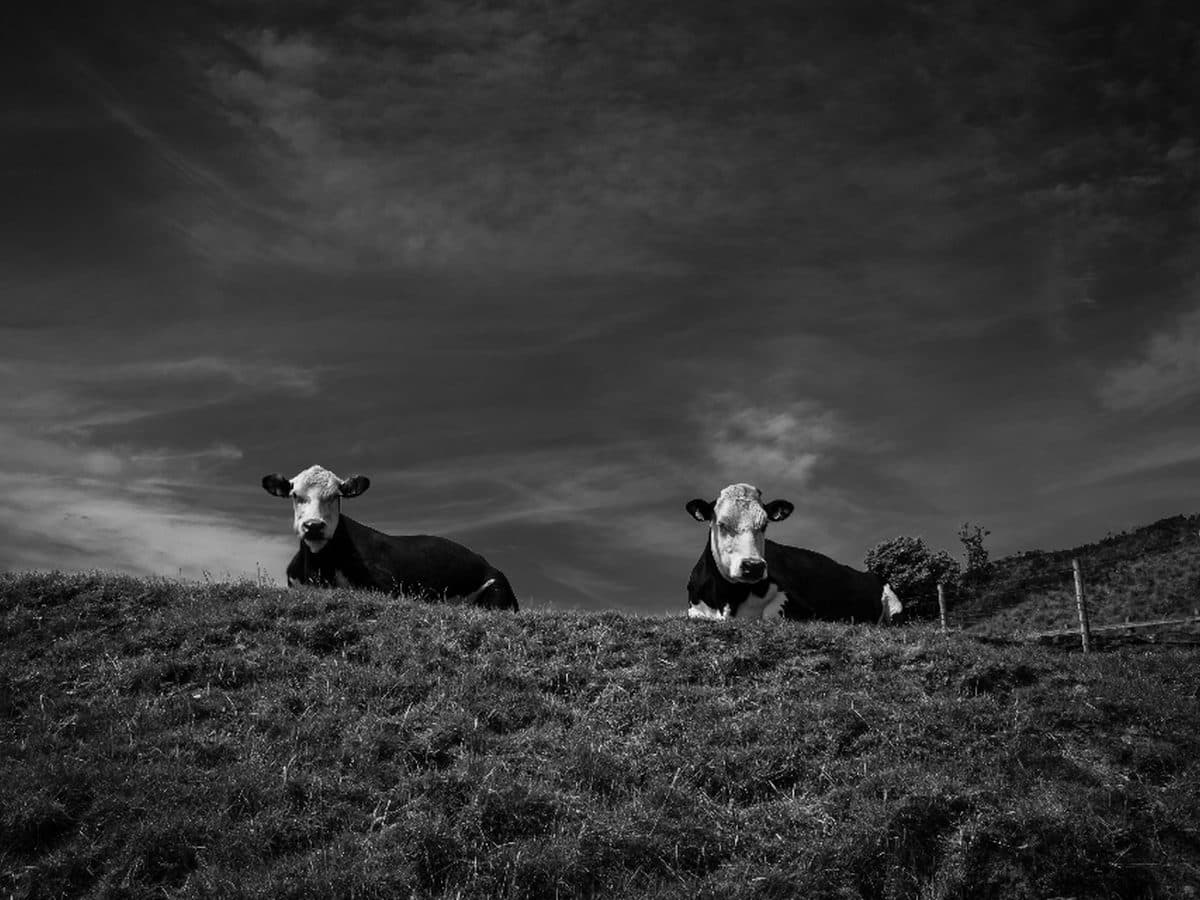 Grass-fed Meats